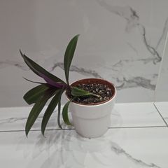Tradescantia plant