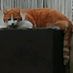 pawlj