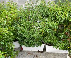 Hedging screen