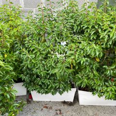 Hedging screen