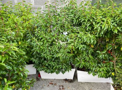 Hedging screen