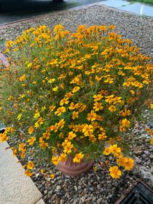 (M) Signet Marigold Golden Gem seeds 0.2g (414505)