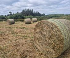 Round bale rushes - organic