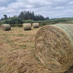 Round bale rushes - organic