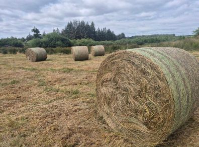 Round bale rushes - organic