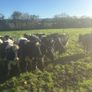 For sale pedigree in calf friesian heifers Image 6