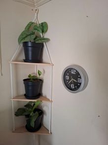 3 tier corner shelf with 3 plants