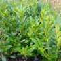 Laurel 2 Feet Tall Potted