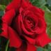 rose246