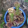 Blooming now Mature Succulent Arrangements in Glazed CeramicPot Image 2
