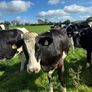 Incalf heifers Image 3