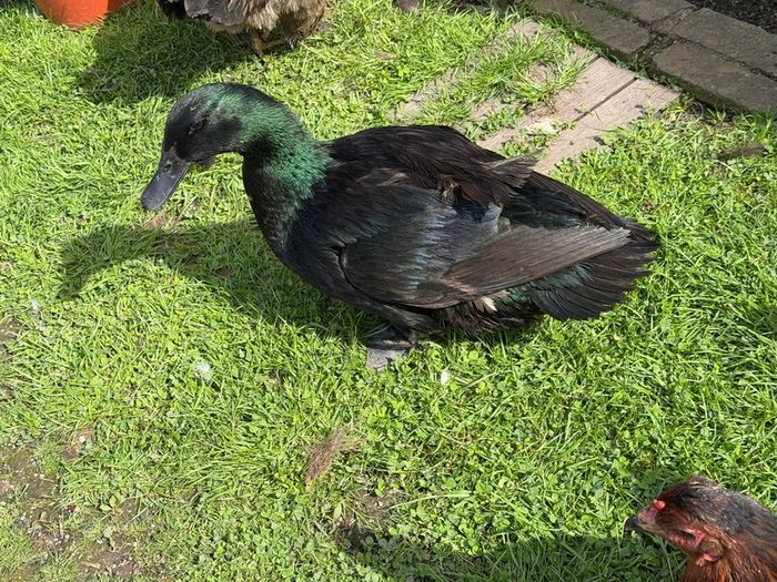 ducks