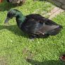ducks Image 2