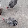 two roosters Image 3