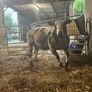 Pure bread Dutch spotted Hogget ram and ram lambs Image 8