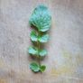 Winter Cress Irish Seeds Image 4