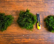 Aquarium Moss