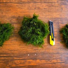 Aquarium Moss