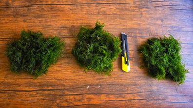 Aquarium Moss