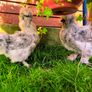 Hens. 2 American Silky hens ( price  is for two Hens) Image 3