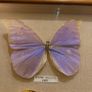 Vintage Framed Real Butterfly Collection With 8 Labelled Specimens Image 3