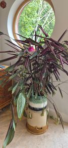 Ctenanthe house plant large