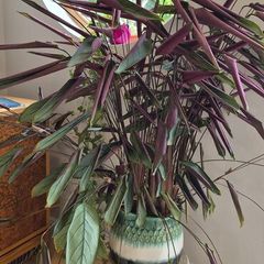 Ctenanthe house plant large
