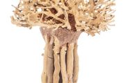 Bonsai Tree Baobab Style Medium
