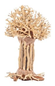 Bonsai Tree Baobab Style Medium
