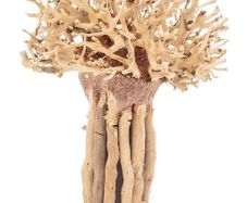 Bonsai Tree Baobab Style Medium