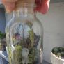 small terrarium Image 3