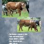 Livestock Image 10