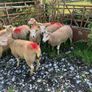 Hogget ewes Image 2
