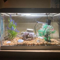 Fish tank