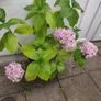 Large Hydrangea macrophylla  Ayesha in plastic pot Image 5