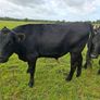 12 angus bullocks 450 -460kg Image 2