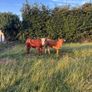 Cattle Image 10