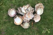 sea shells cupped