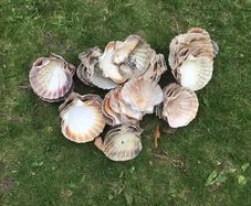 sea shells cupped