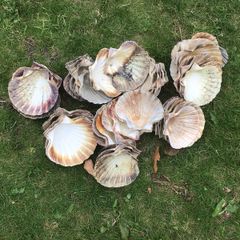 sea shells cupped