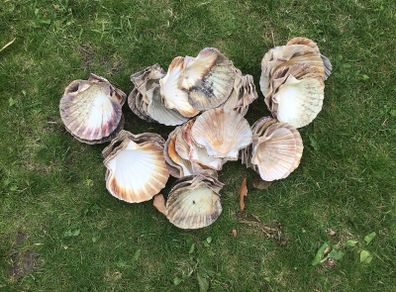 sea shells cupped