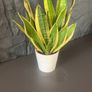 Mother tongue indoor house plant Image 3