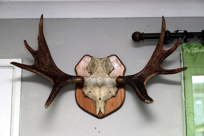 Antlers