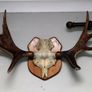Antlers Image 7