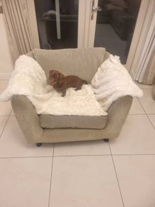 Armchair