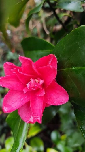 Dwarf Rhododendron  10euro 6 for 50 euro