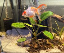 fish