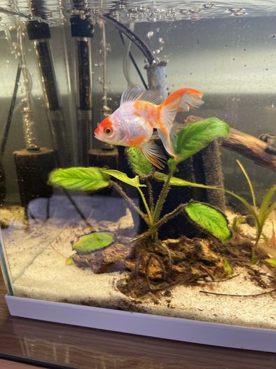 fish