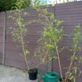 golden chinese timber bamboo - phyllostachys vivax aureocaulis Image 2