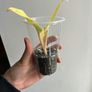 Philodendron Malay Gold Image 4